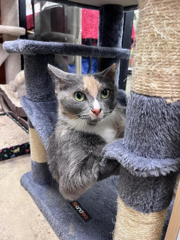 Enlarge Zara, a Adoptable Domestic Short Hair in Orlando, FL image 5/5