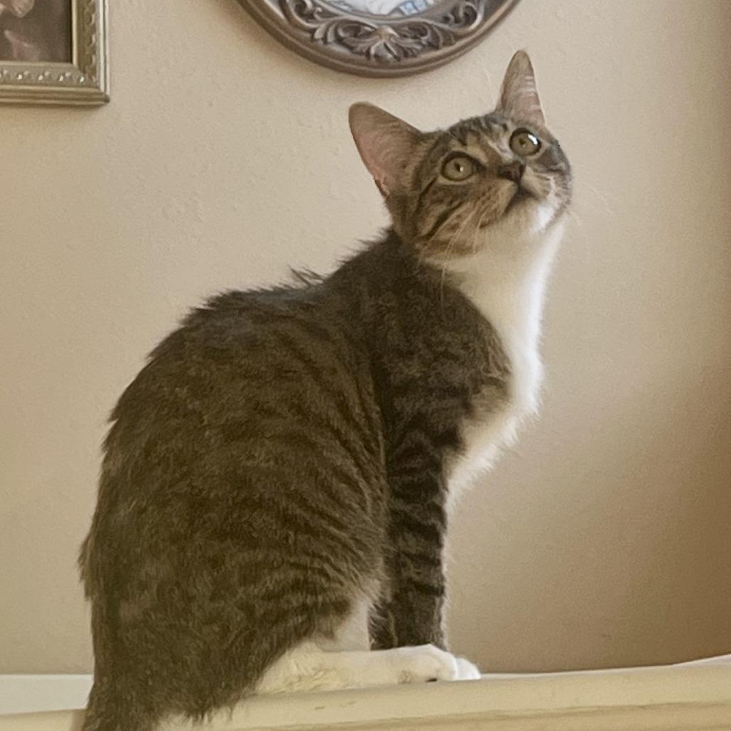 Enlarge Nelson, a Adoptable Domestic Short Hair in Houston, TX image 1/5