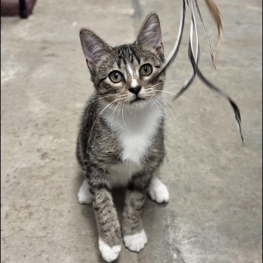 Enlarge Nelson, a Adoptable Domestic Short Hair in Houston, TX image 2/5