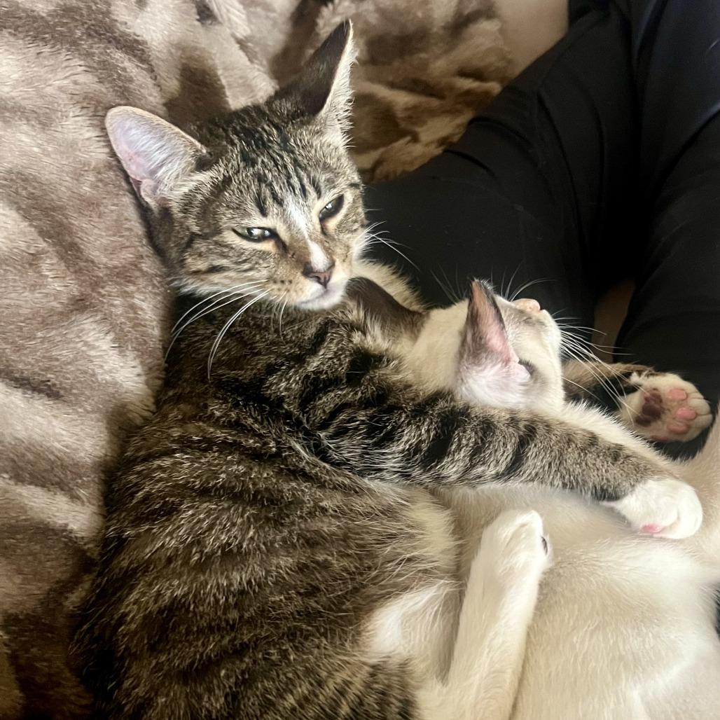 Enlarge Nelson, a Adoptable Domestic Short Hair in Houston, TX image 3/5