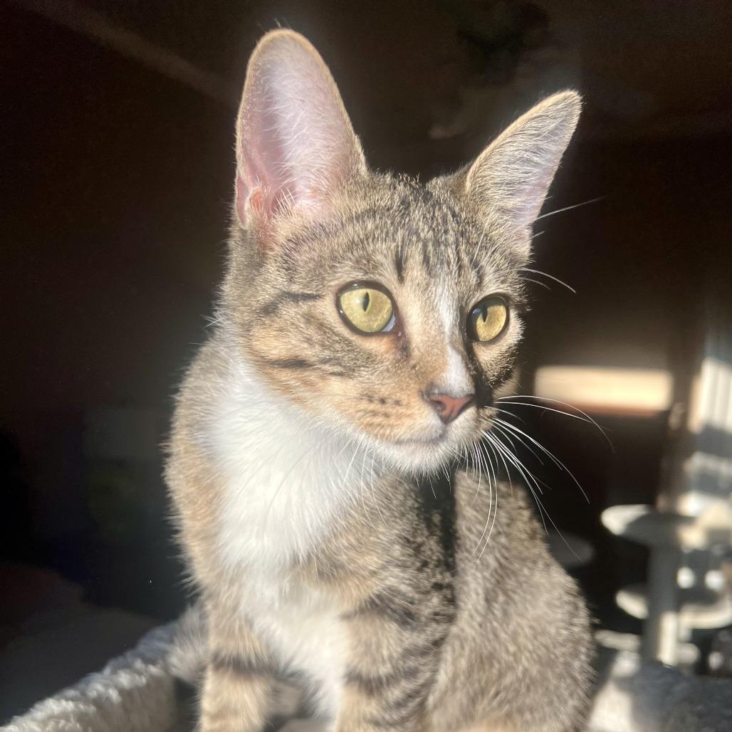 Enlarge Nelson, a Adoptable Domestic Short Hair in Houston, TX image 4/5