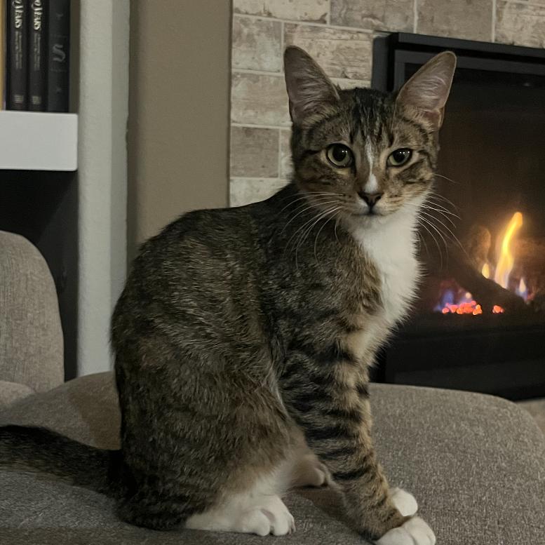 Enlarge Nelson, a Adoptable Domestic Short Hair in Houston, TX image 4/5