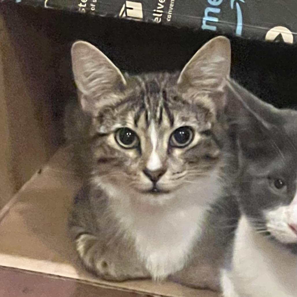 Enlarge Nelson, a Adoptable Domestic Short Hair in Houston, TX image 5/5