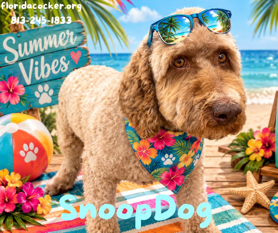 Enlarge Snoop Dog, a Adoptable Poodle in Land O Lakes, FL image 1/1