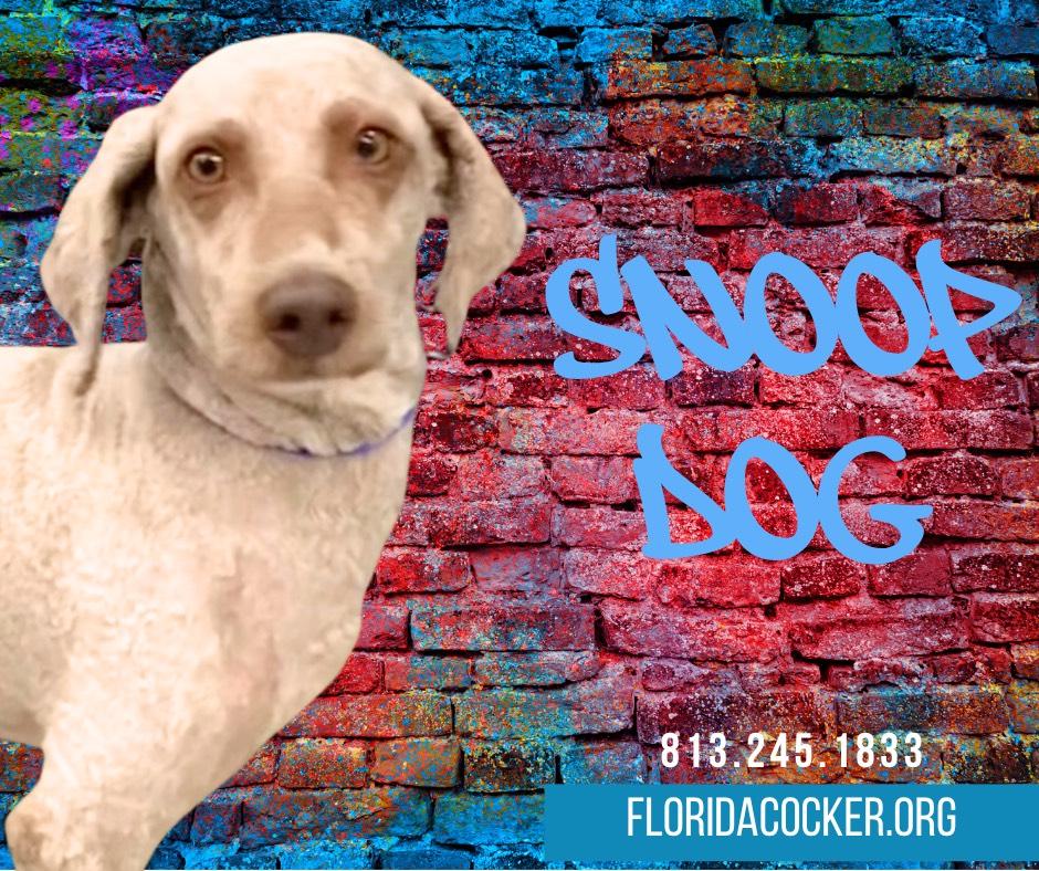 Snoop Dog, Adoptable, Adult Male Poodle.