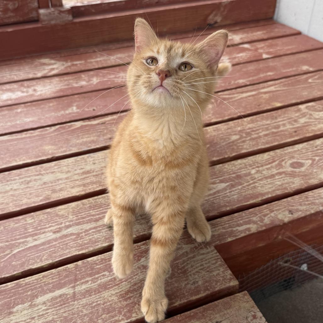 Enlarge Minnow, an adopted Domestic Short Hair in Auburn, NE image 5/5