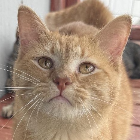 Enlarge Minnow, an adopted Domestic Short Hair in Auburn, NE image 1/5