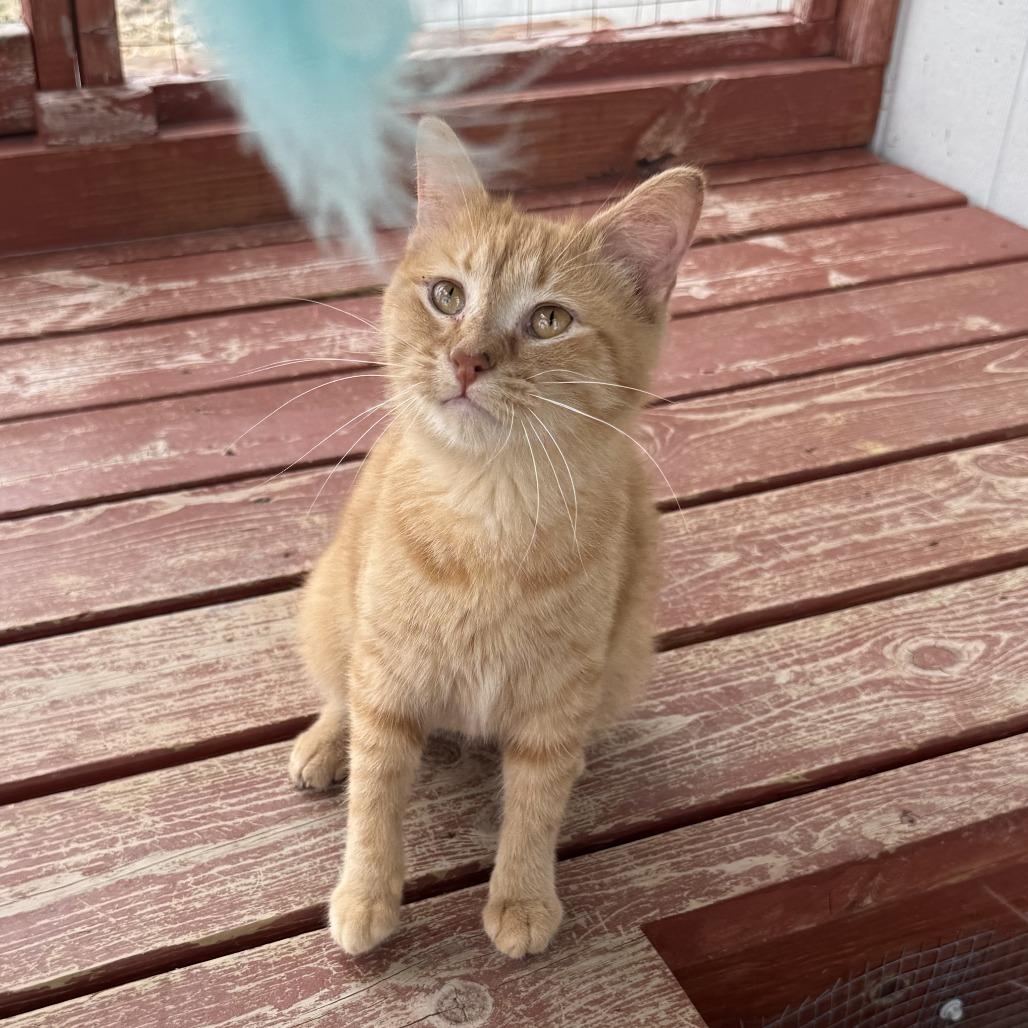 Enlarge Minnow, an adopted Domestic Short Hair in Auburn, NE image 4/5
