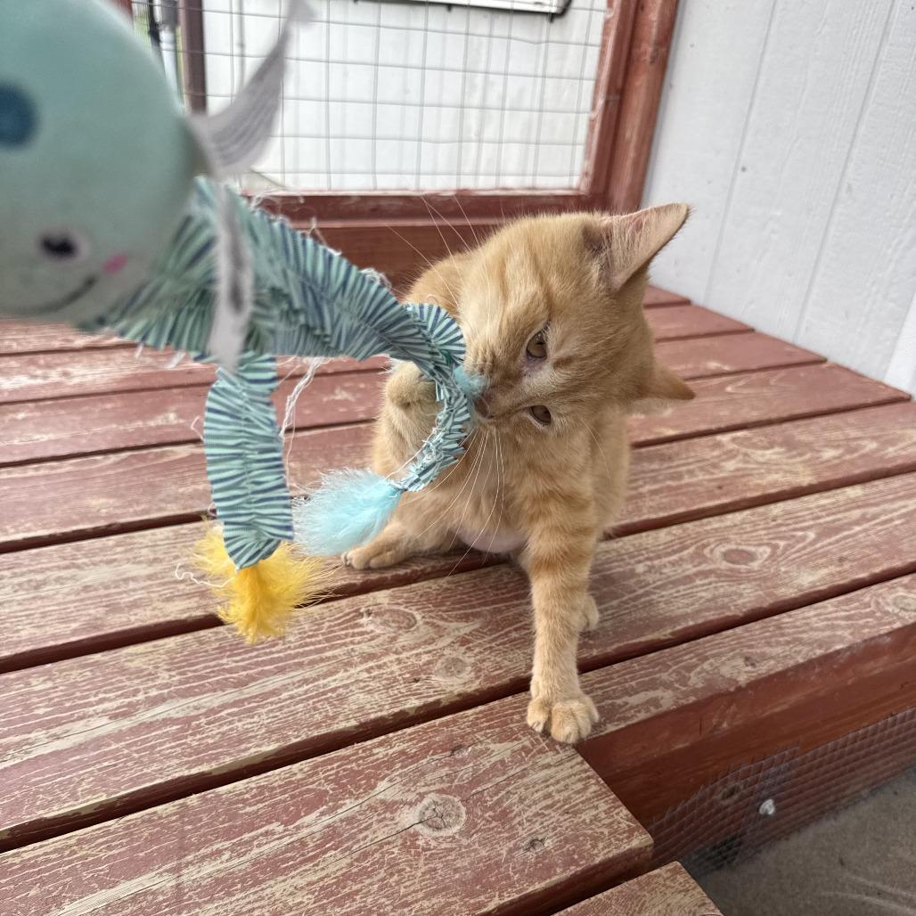 Enlarge Minnow, an adopted Domestic Short Hair in Auburn, NE image 2/5