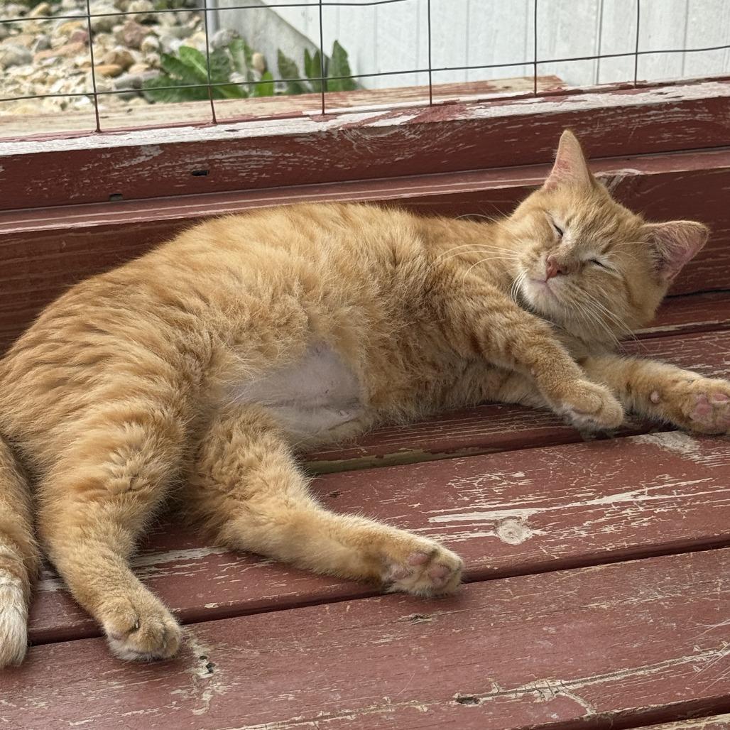 Enlarge Minnow, an adopted Domestic Short Hair in Auburn, NE image 3/5