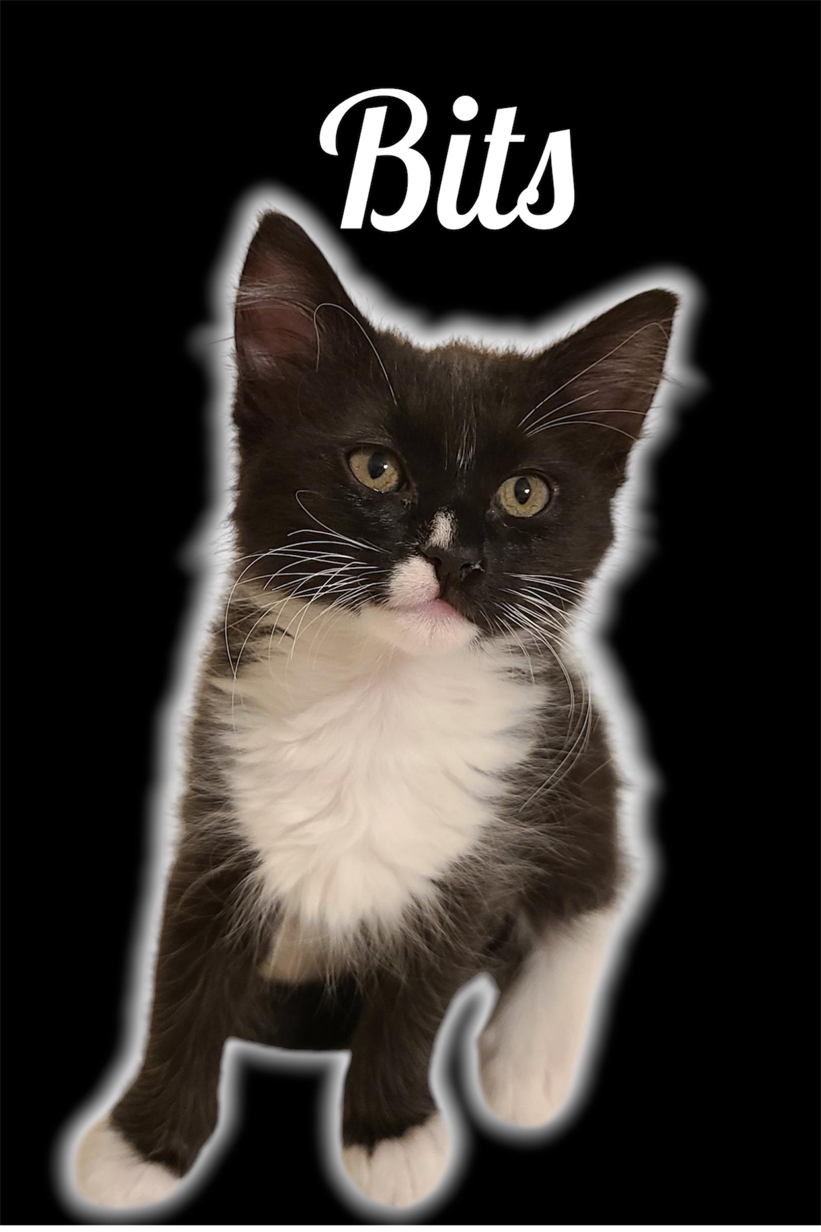 Bits, adoptable, Kitten Female Domestic Medium Hair.