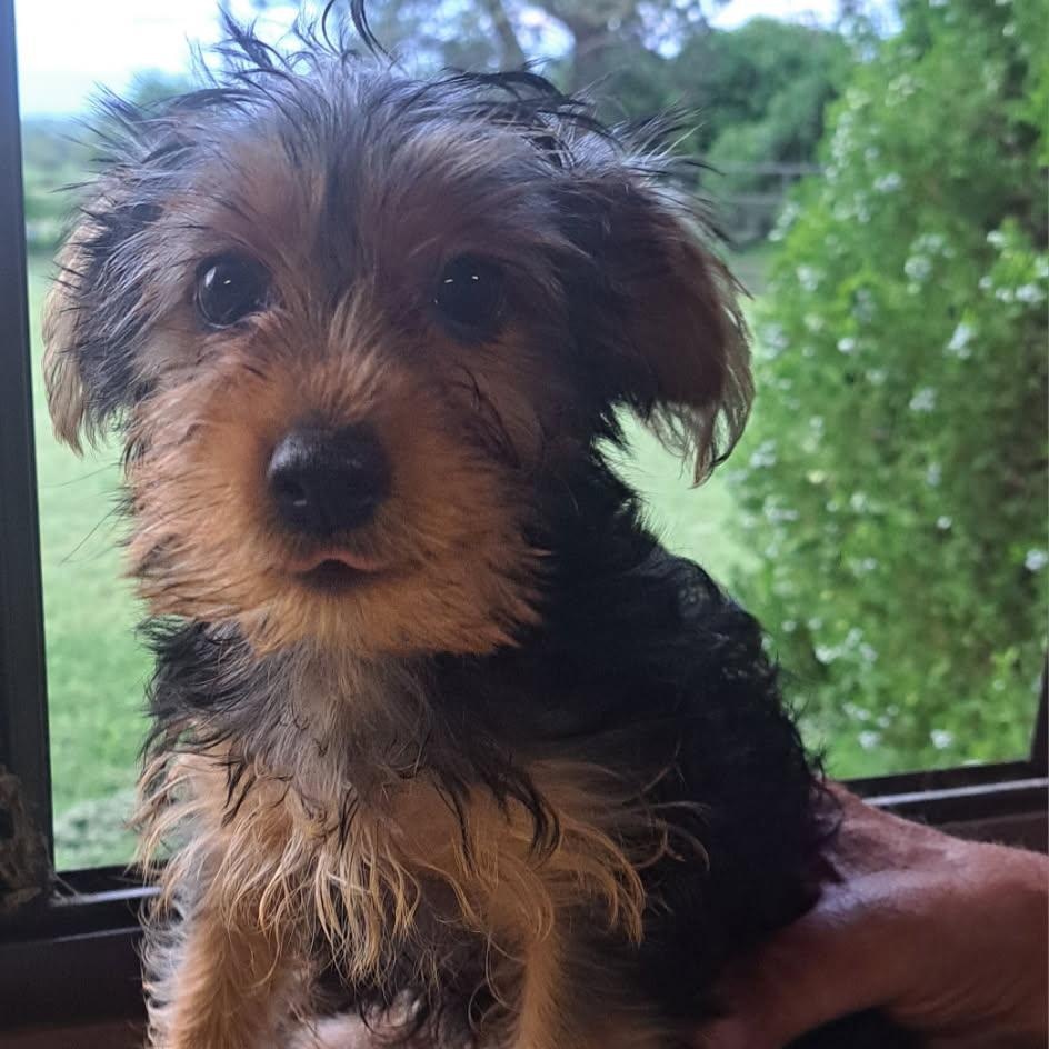 Luka, Adoptable, Puppy Male Yorkshire Terrier.