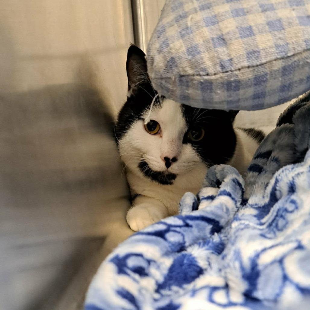 Pufferfish, a Adoptable Domestic Short Hair in Abbotsford, BC image 1/5