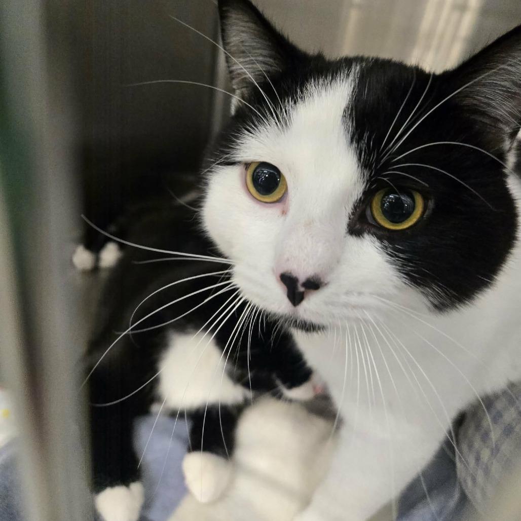 Pufferfish, a Adoptable Domestic Short Hair in Abbotsford, BC image 2/5