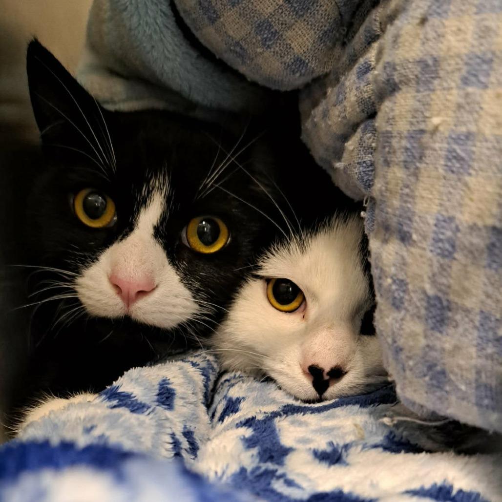Pufferfish, a Adoptable Domestic Short Hair in Abbotsford, BC image 4/5