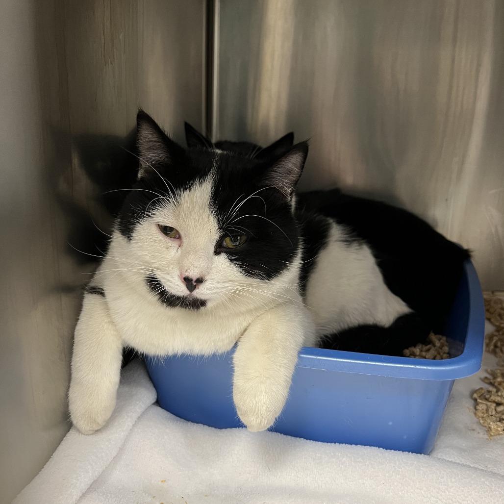 Pufferfish, a Adoptable Domestic Short Hair in Abbotsford, BC image 5/5