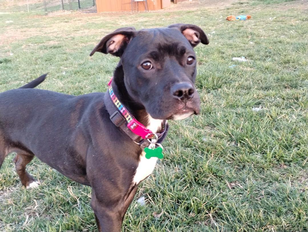 Baby Girl, Adopted, Young Female Pit Bull Terrier.