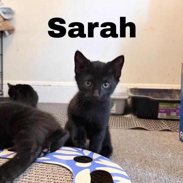 Enlarge Sarah, a Adoptable Domestic Short Hair in Danbury, CT image 1/1