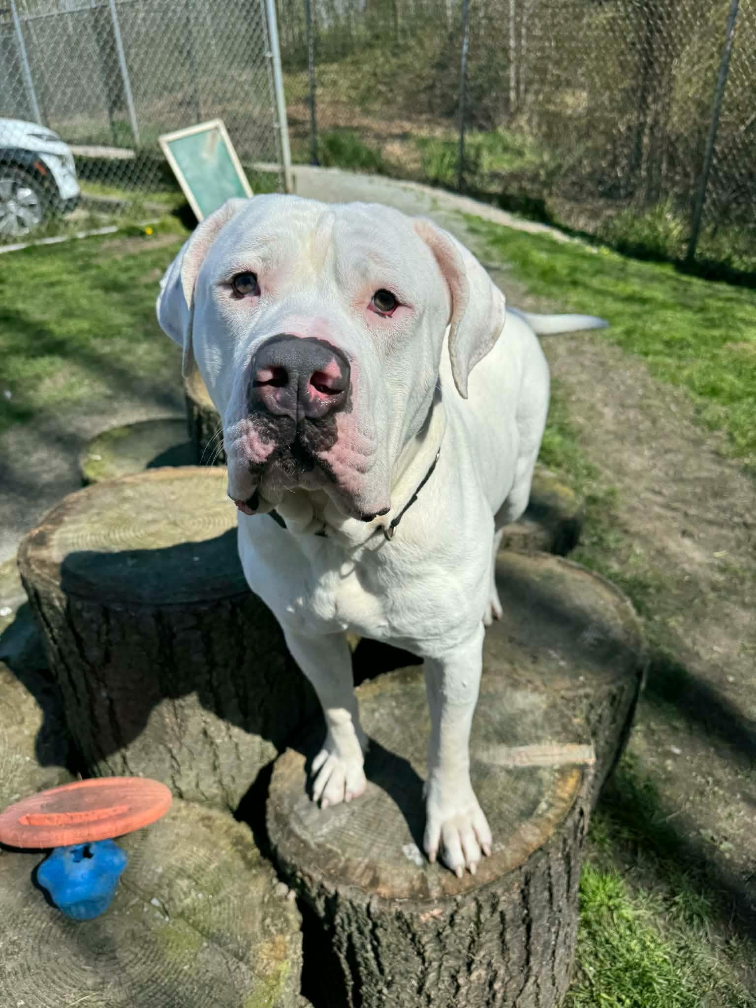 Winston, Adoptable, Adult Male Mastiff.