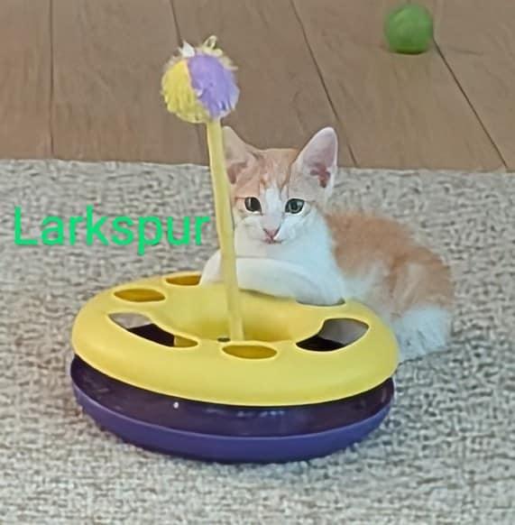 Larkspur