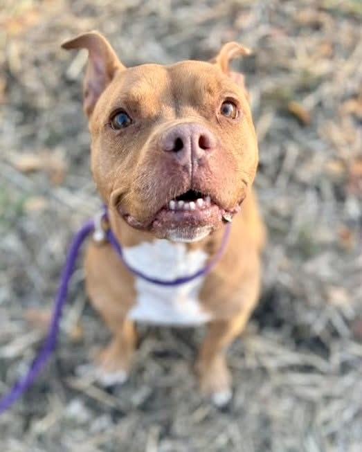 Tennessee, a ADOPTABLE Pit Bull Terrier in Chicago, IL image 1/5