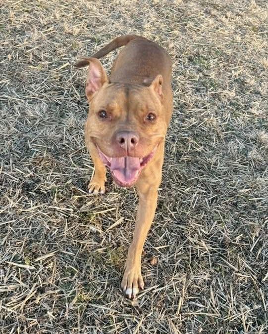 Tennessee, a ADOPTABLE Pit Bull Terrier in Chicago, IL image 2/5