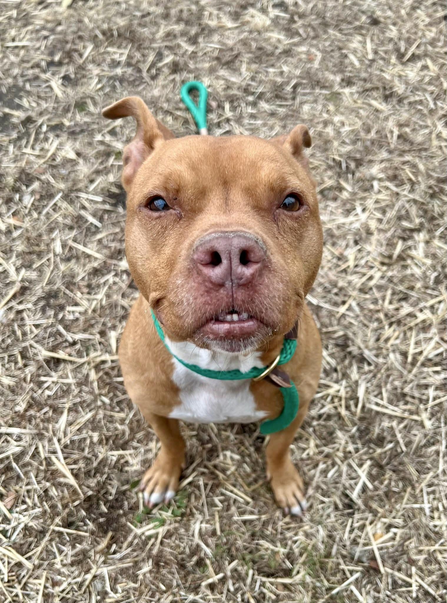 Tennessee, a ADOPTABLE Pit Bull Terrier in Chicago, IL image 3/5