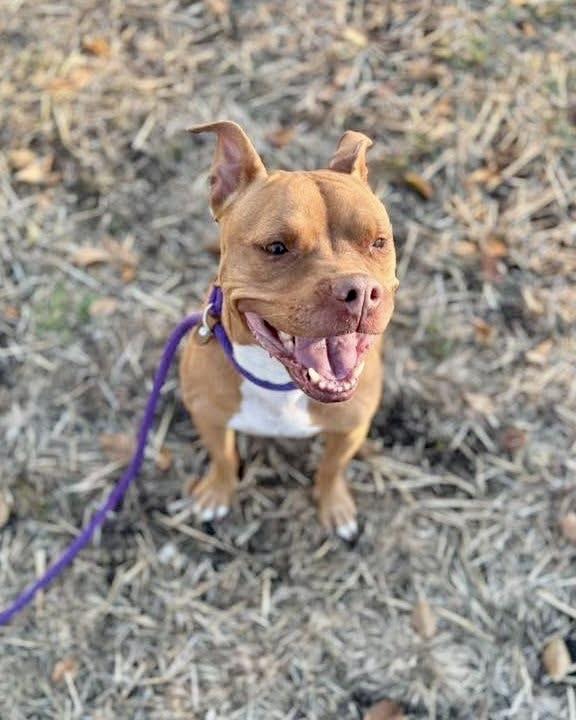 Tennessee, a ADOPTABLE Pit Bull Terrier in Chicago, IL image 4/5