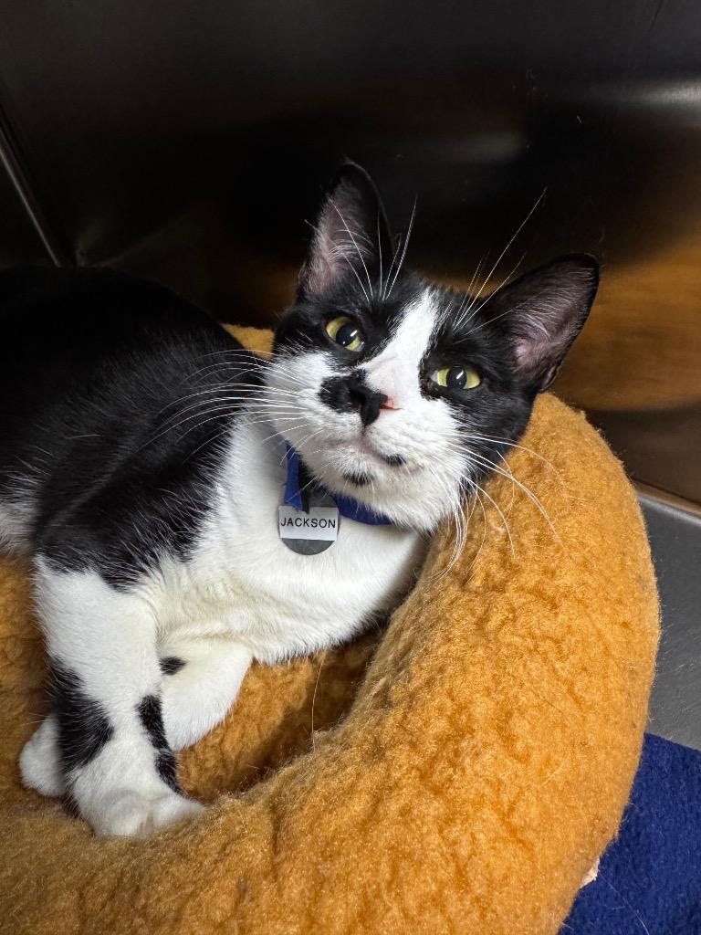 Enlarge Sorry Ms. Jackson, a Adoptable mixed breed in Hot Springs, AR image 1/1