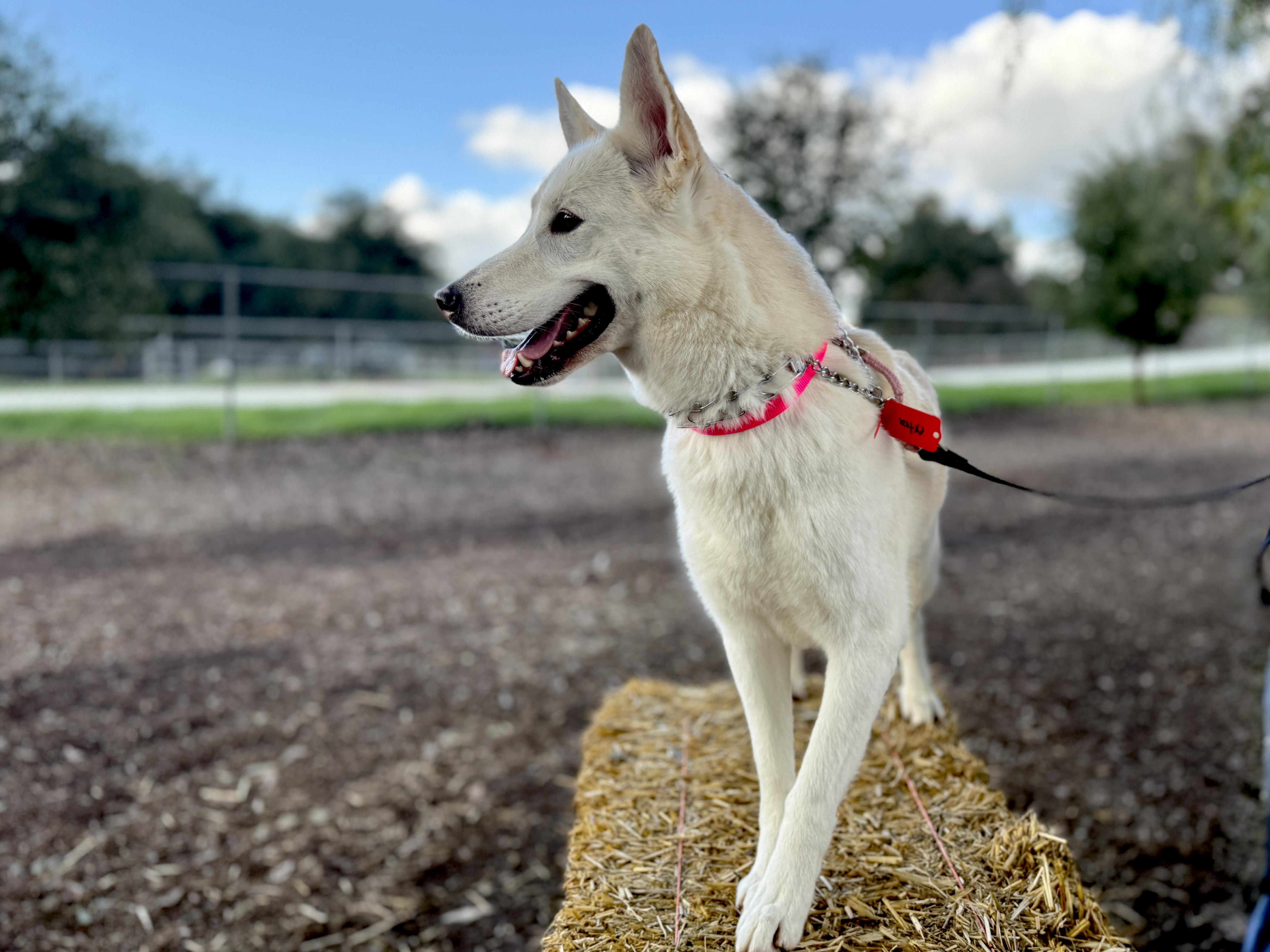 Enlarge Bonnie, an adopted German Shepherd Dog in San Diego, CA image 2/2