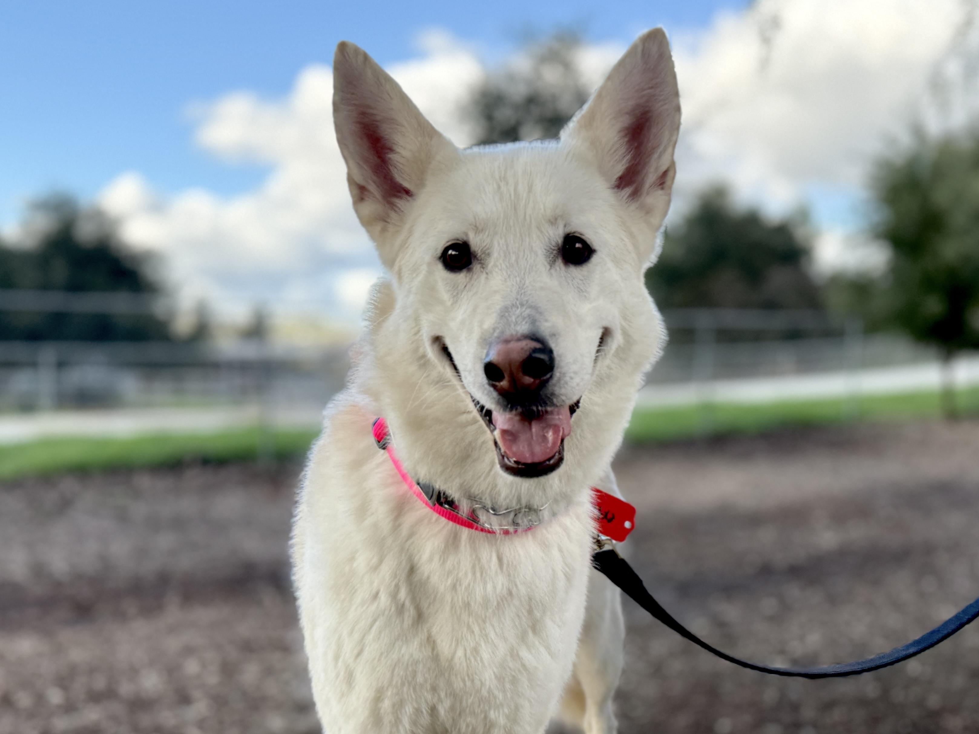 Bonnie, adopted, Adult Female German Shepherd Dog.
