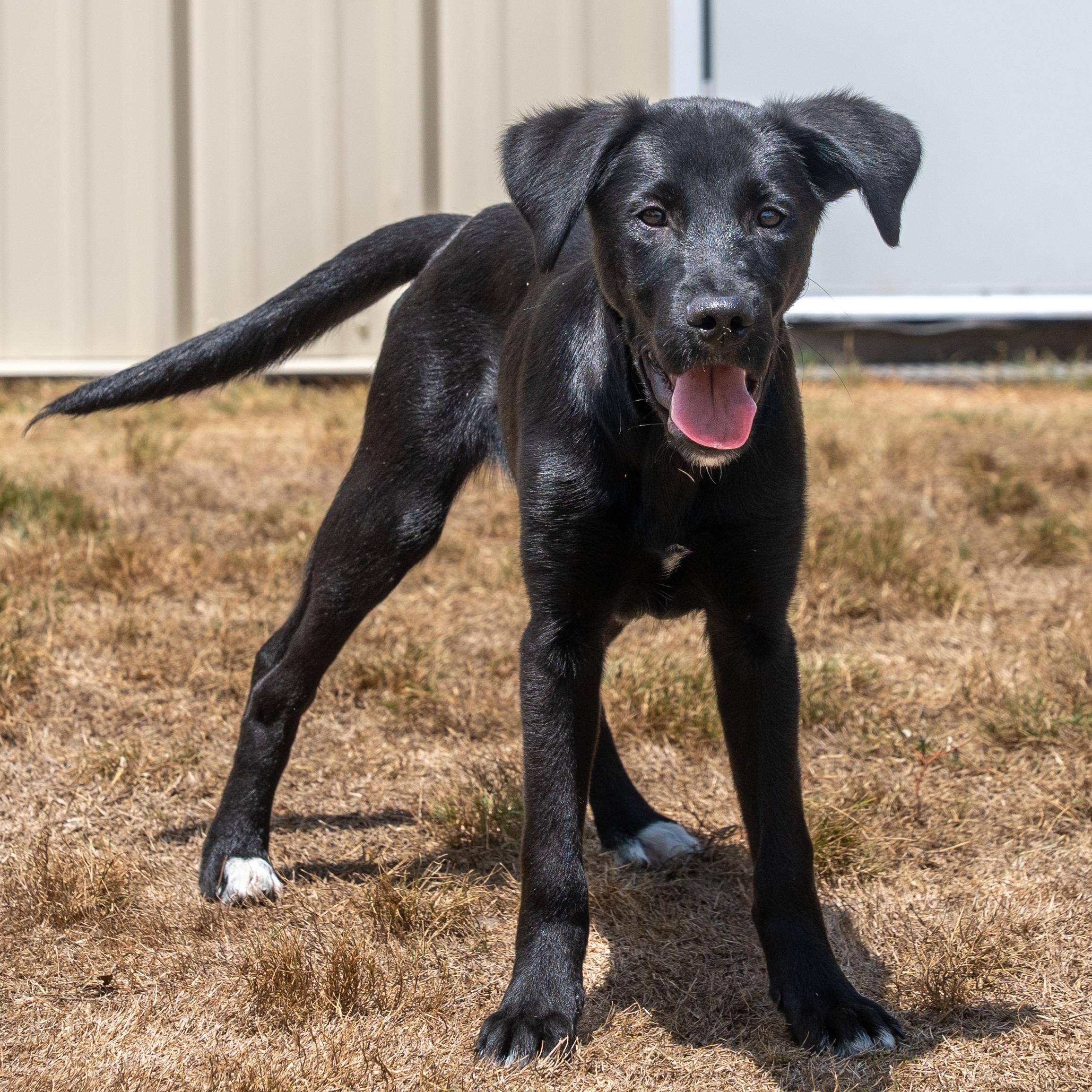 Shakespeare, a Adoptable mixed breed in Dripping Springs, TX image 1/2