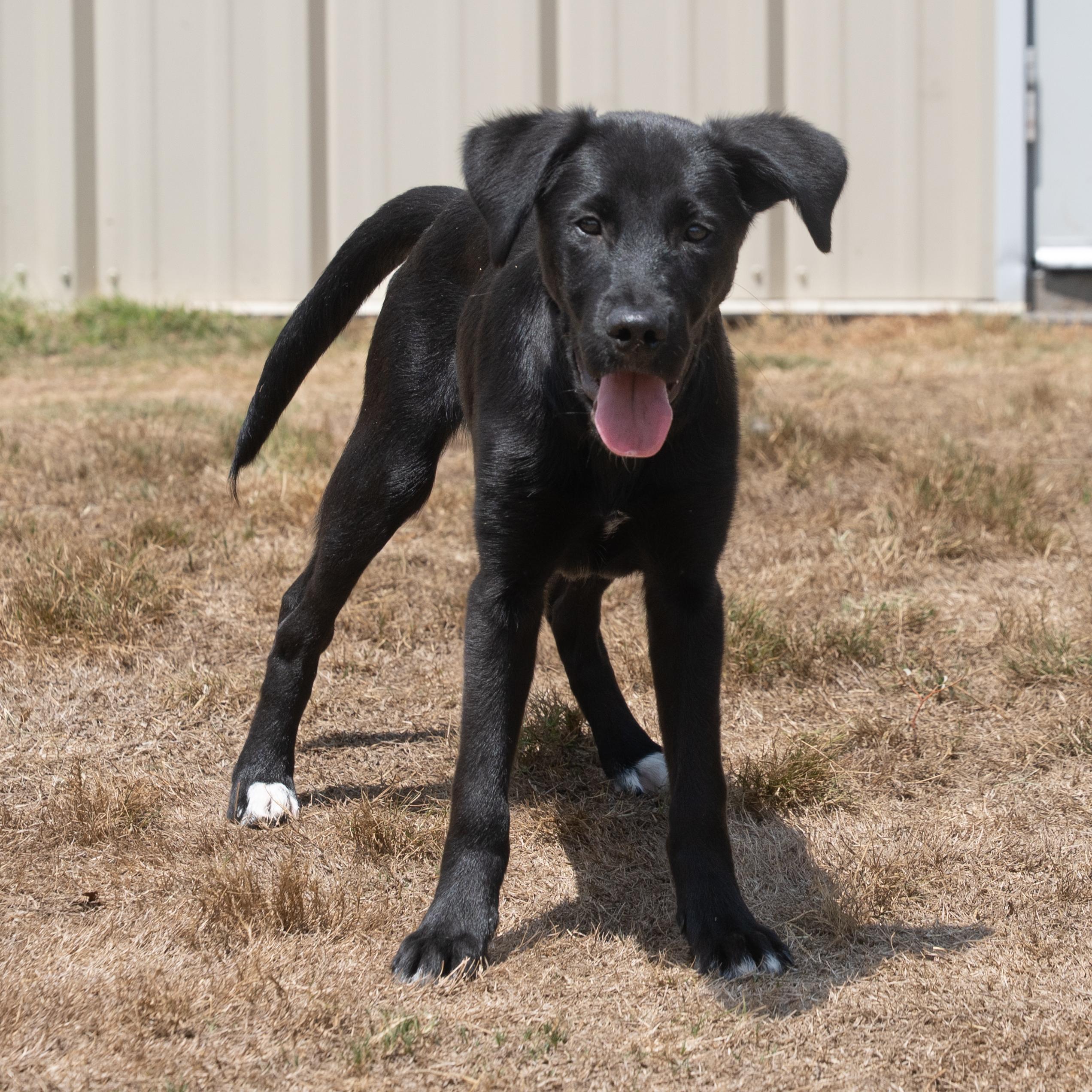 Shakespeare, a Adoptable mixed breed in Dripping Springs, TX image 2/2