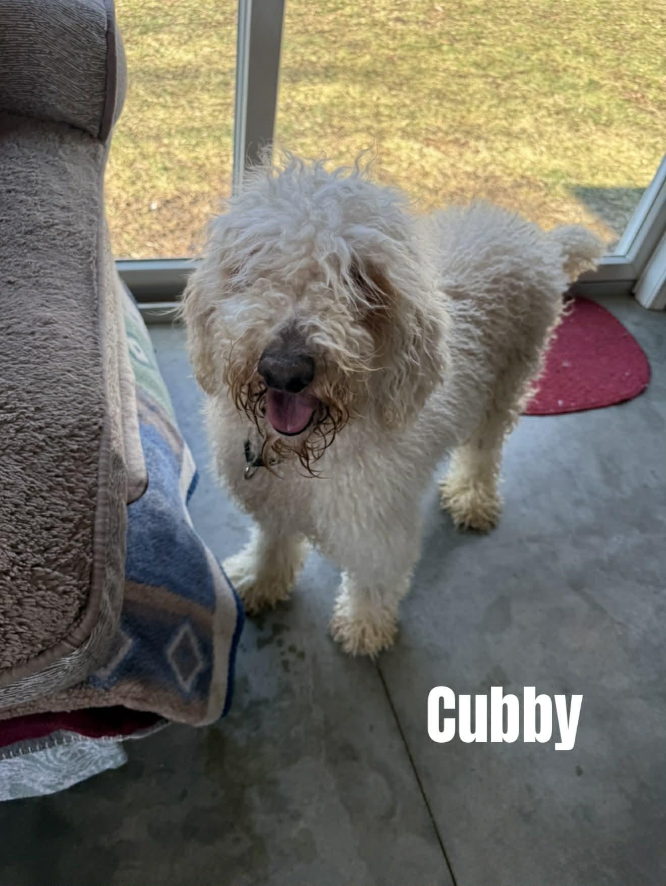 Cubbie, ADOPTABLE, Young Male Poodle.