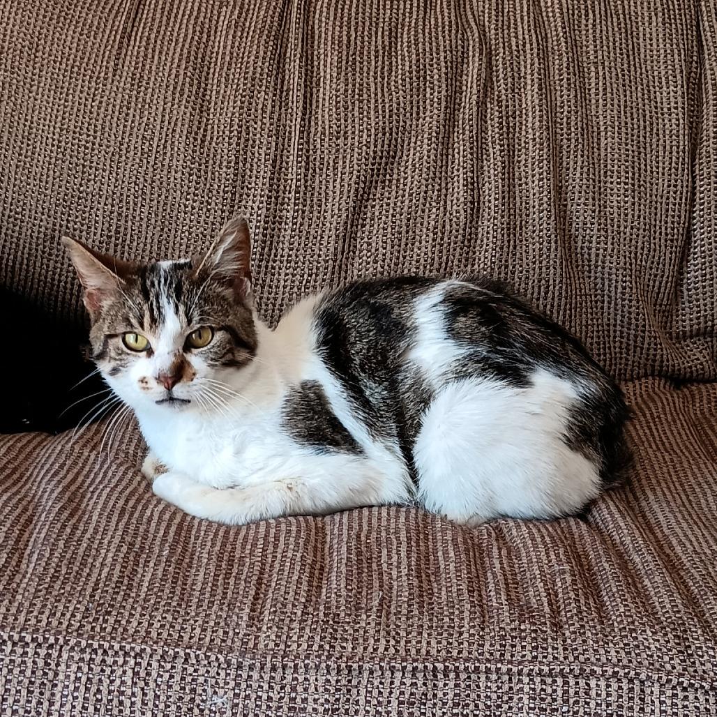 Enlarge Monkey Wrench (FIV+), a Adoptable Domestic Short Hair in Middleton, WI image 2/6