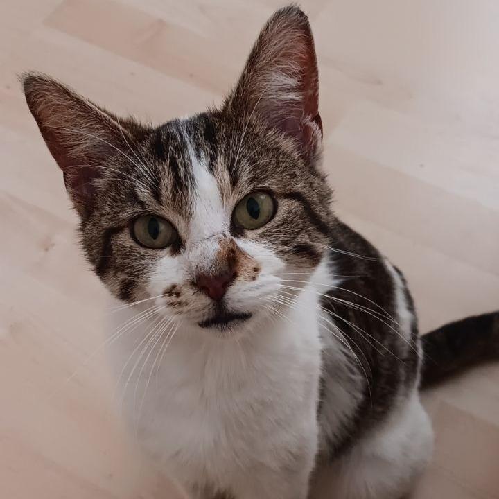 Enlarge Monkey Wrench (FIV+), a Adoptable Domestic Short Hair in Middleton, WI image 3/6