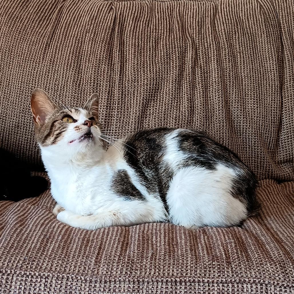 Enlarge Monkey Wrench (FIV+), a Adoptable Domestic Short Hair in Middleton, WI image 4/6