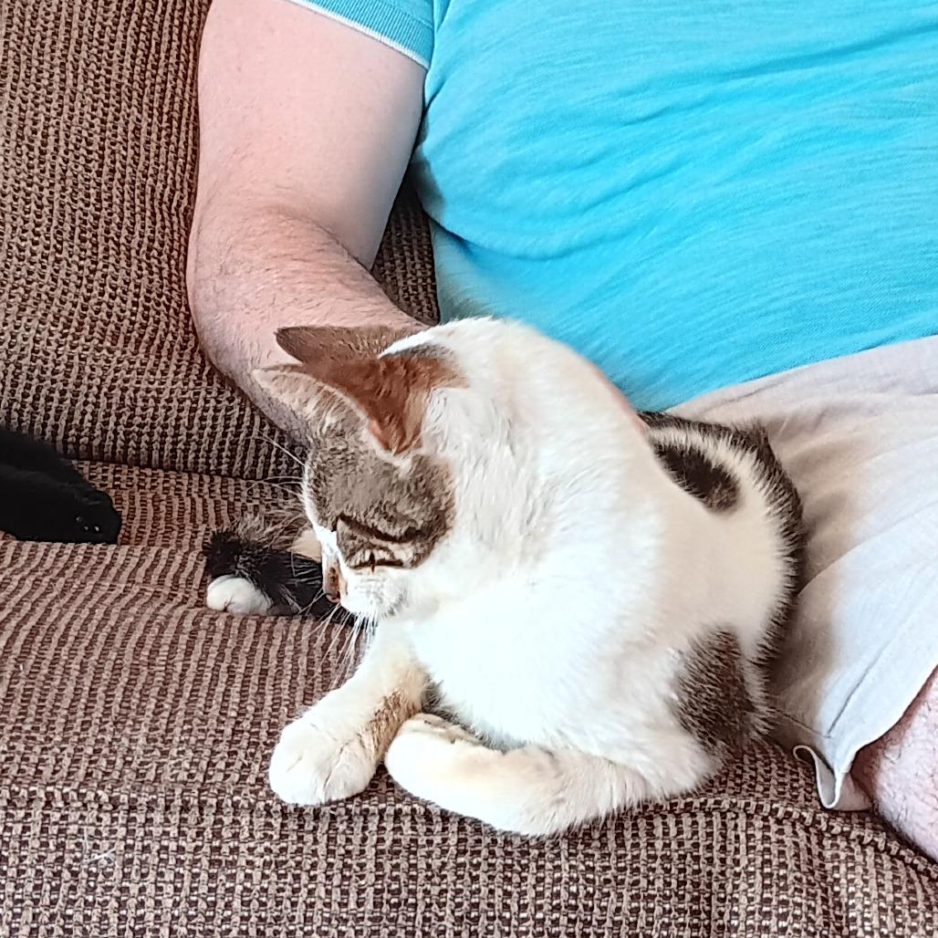 Enlarge Monkey Wrench (FIV+), a Adoptable Domestic Short Hair in Middleton, WI image 6/6