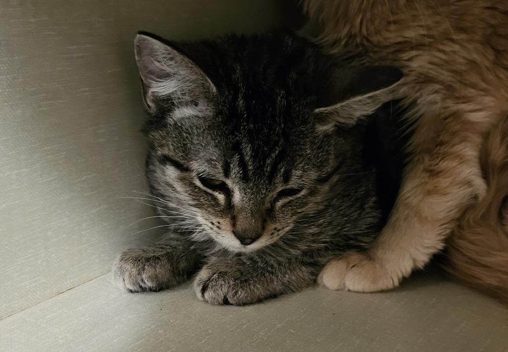 Taz, Adoptable, Young Male Domestic Short Hair.