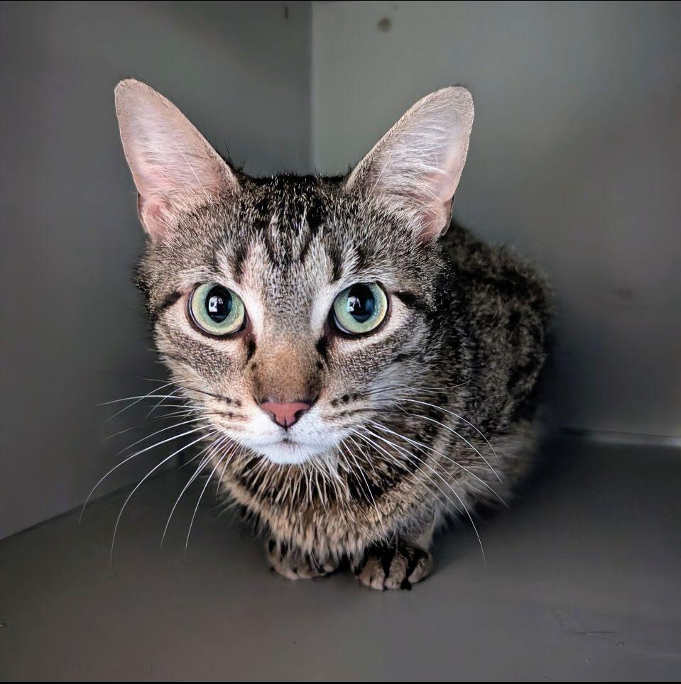 Nora, ADOPTABLE, Adult Female Domestic Short Hair.