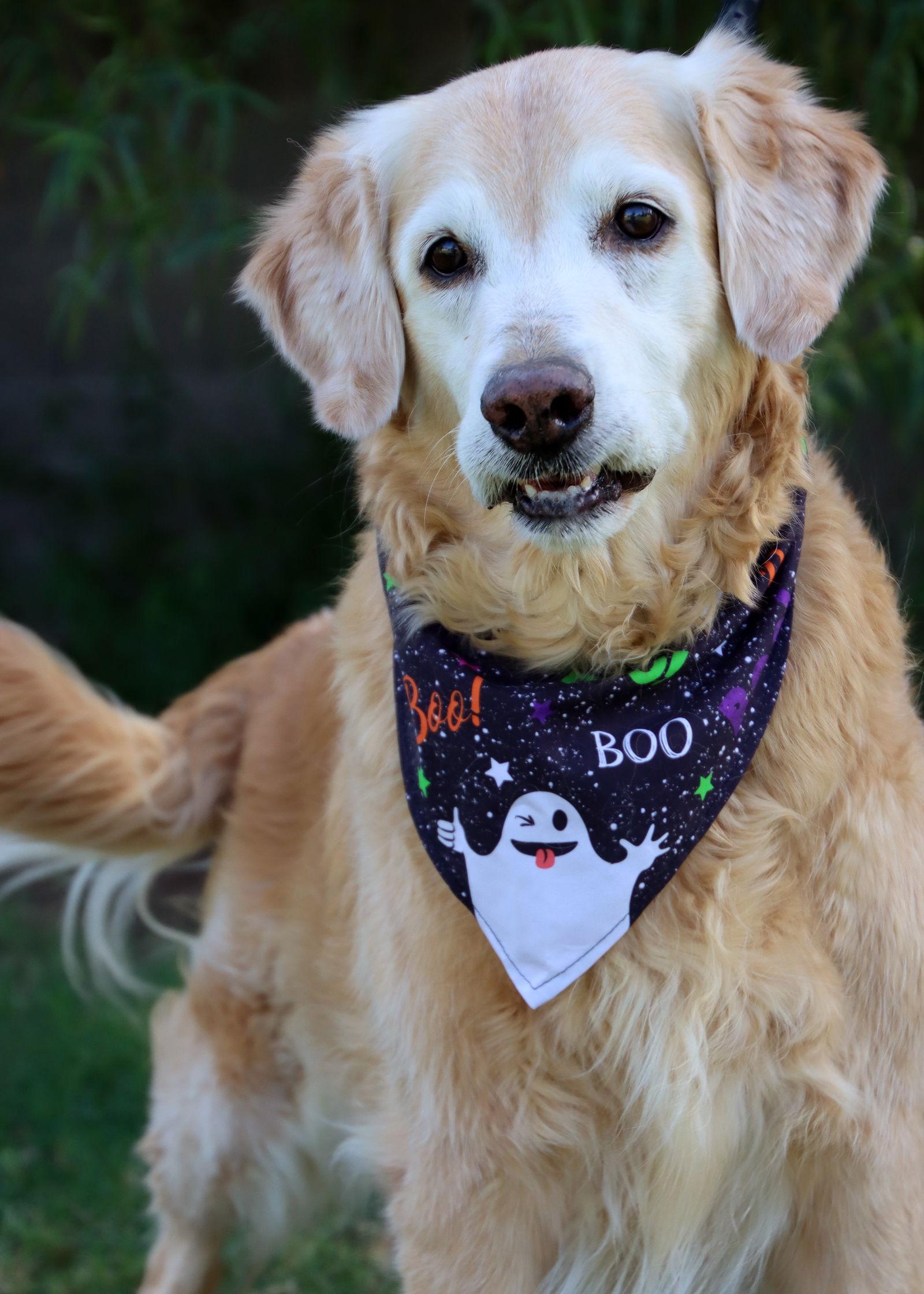 Enlarge Bailey, a Adopted Golden Retriever in Glendale, AZ image 2/3