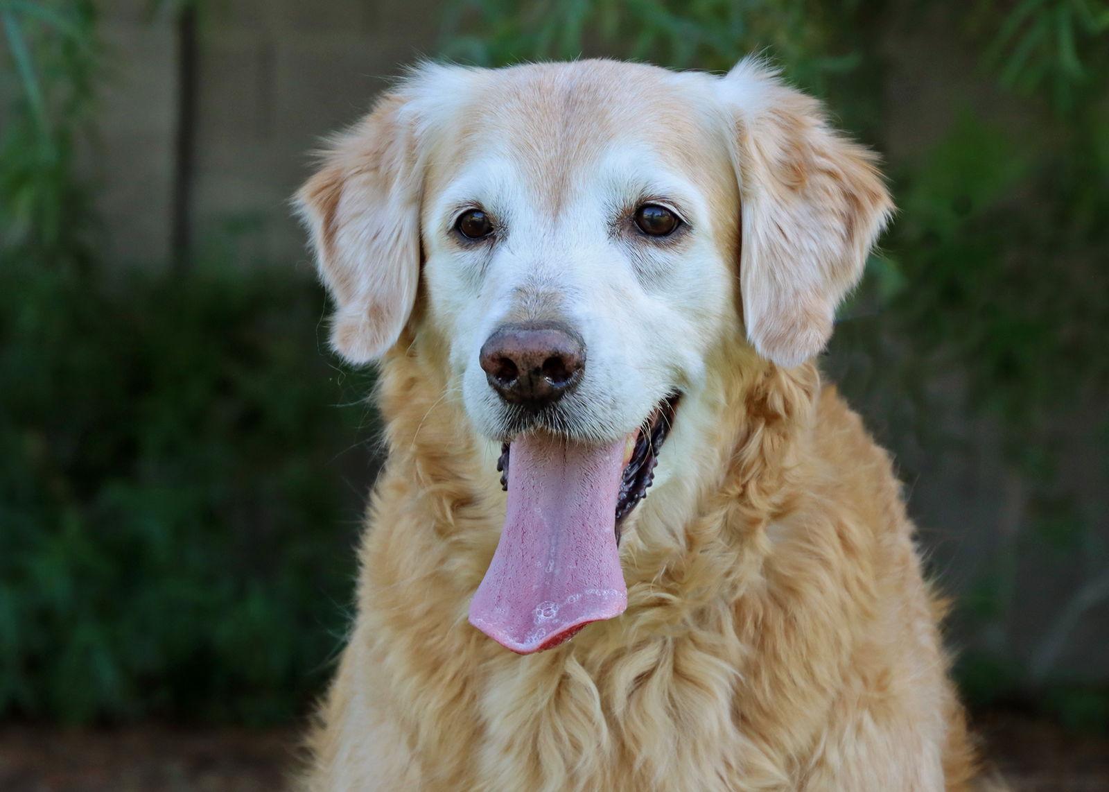 Enlarge Bailey, a Adopted Golden Retriever in Glendale, AZ image 3/3