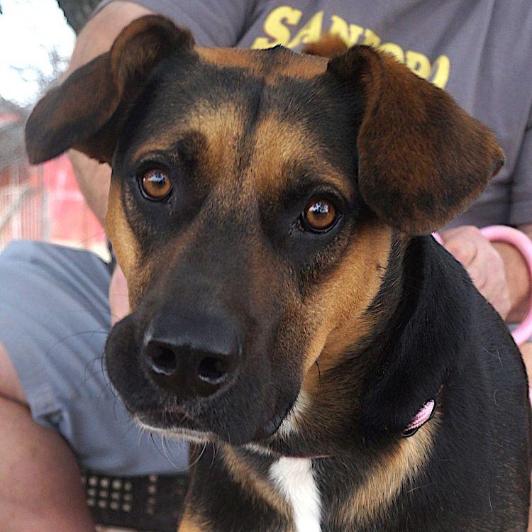 Enlarge Ace, a Adoptable mixed breed in Carrollton, TX image 2/2