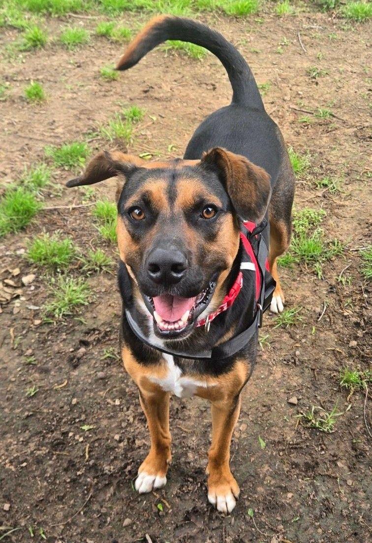 Ace, Adoptable, Adult Male Shepherd.