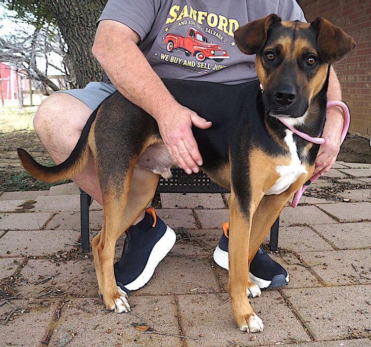 Enlarge Ace, a Adoptable mixed breed in Carrollton, TX image 1/2