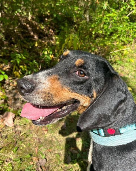 Elliot *Prison Program, Adopted, Adult Male Treeing Walker Coonhound & Coonhound.