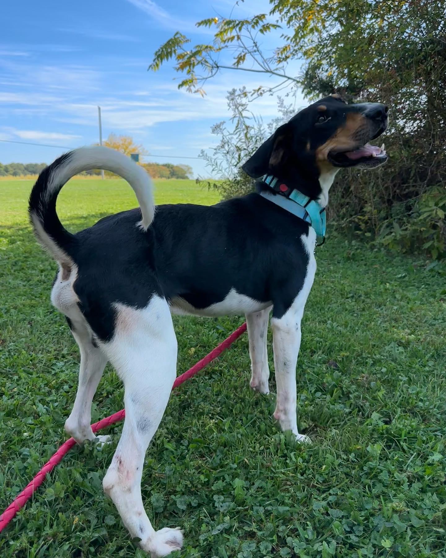 Elliot *Prison Program, a Adopted mixed breed in Mount Gilead, OH image 2/2