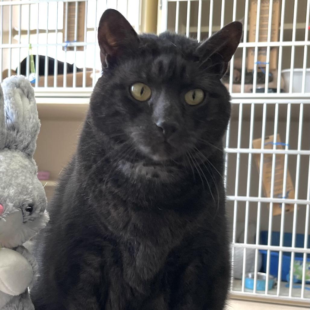 Pride, Senior Female Domestic Short Hair