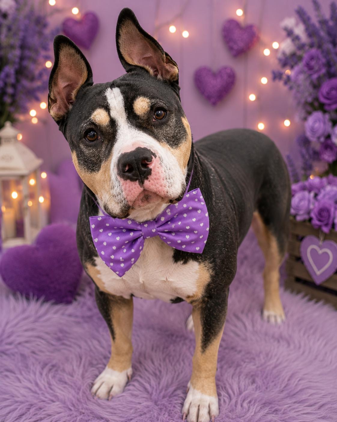 Enlarge Gino, a Adoptable Pit Bull Terrier in merrillville, IN image 2/2