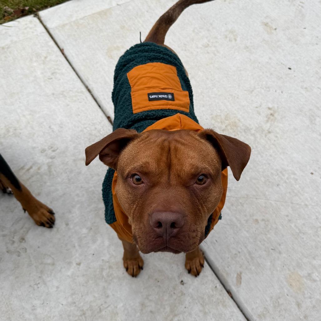 Scooby, Adoptable, Adult Male American Staffordshire Terrier & Mixed Breed.